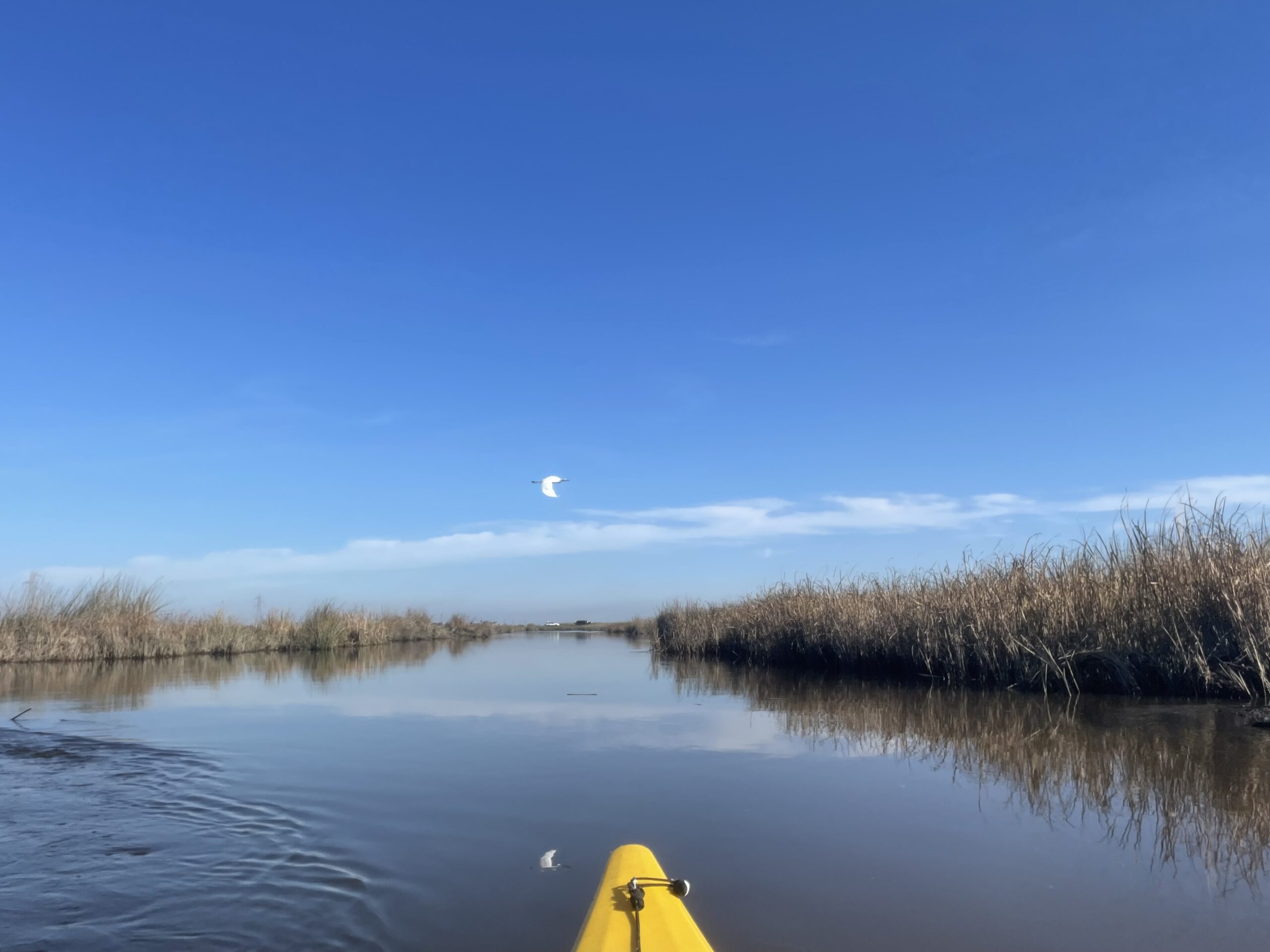 3 Mile Paddle Exploring the New Wetlands