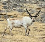 Egilsstaðir to Höfn via Borgarfjörður. Reindeer and the Elf Queen