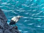 Morning on Santiago Island, Galapagos: