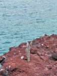 Afternoon at Rabida Island, Galapagos