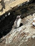 Exploring Isabela Island, Galapagos