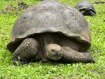 The Giant Tortoises of the Galapagos