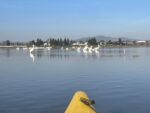 Wetland Paddle With the Birds