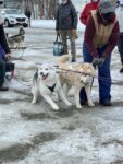 Iditarod Dog Training Day