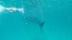 Swimming with Whale Sharks