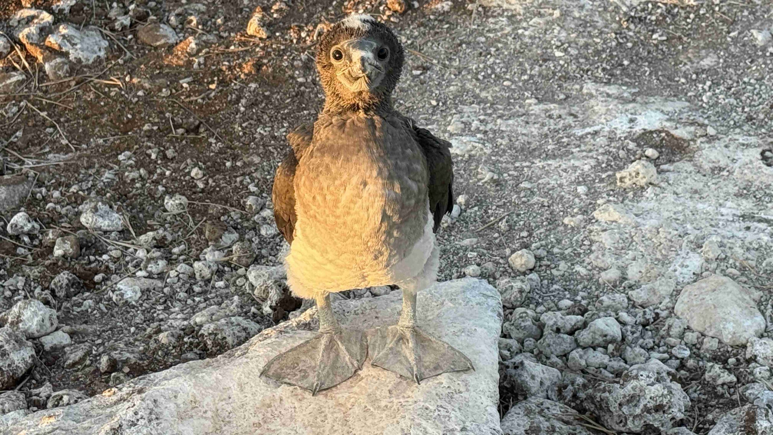 Coffee, Carving, Boat & Boobies