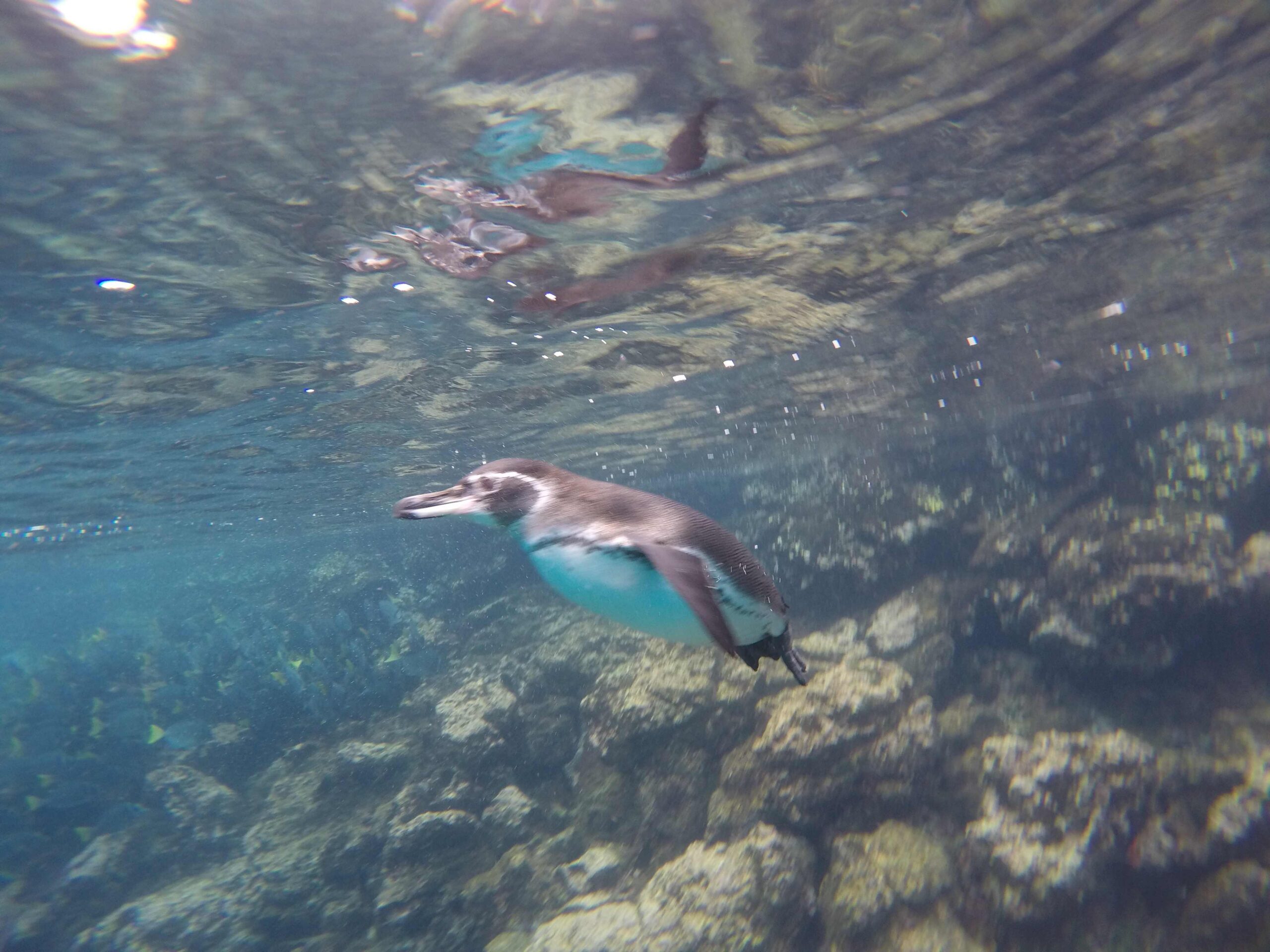 Sombrero Chino, Santa Cruz, Hike & Snorkel